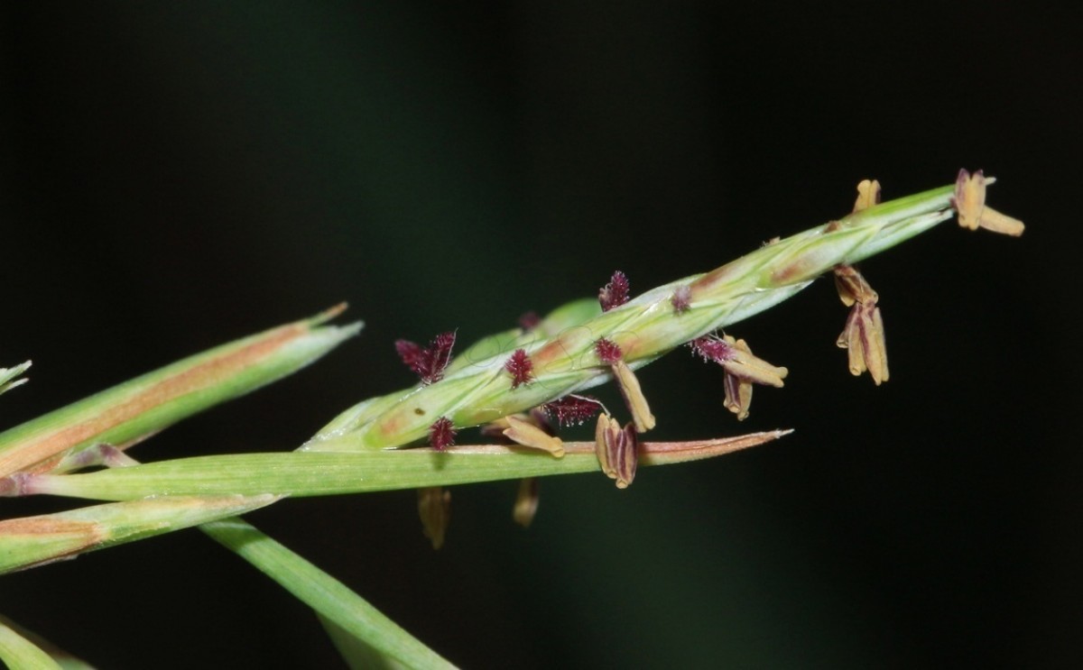 Cymbopogon citratus (DC.) Stapf